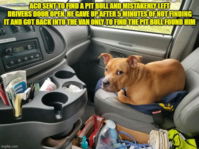 ACO and the Pit bull | ACO SENT TO FIND A PIT BULL AND MISTAKENLY LEFT DRIVERS DOOR OPEN. HE GAVE UP AFTER 5 MINUTES OF NOT FINDING IT AND GOT BACK INTO THE VAN ONLY TO FIND THE PIT BULL FOUND HIM | image tagged in aco,pit bull,pets,funny animal meme,animal control,attitude | made w/ Imgflip meme maker