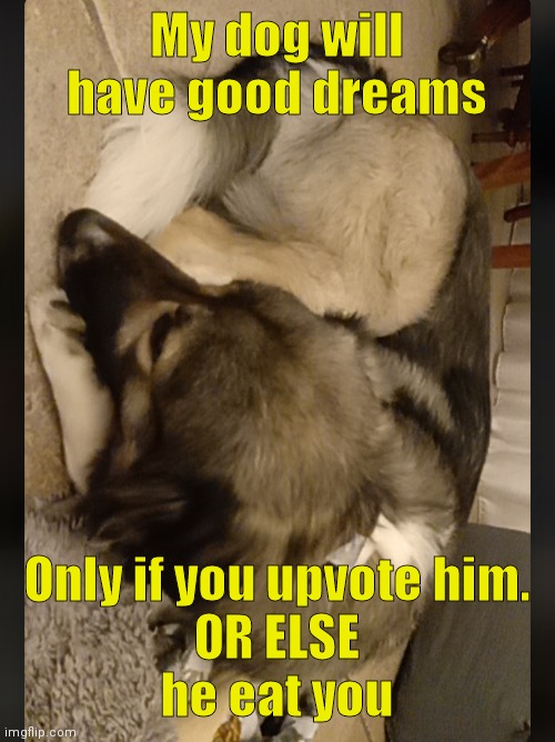 My dog will have good dreams; Only if you upvote him.
OR ELSE
he eat you | image tagged in dog | made w/ Imgflip meme maker