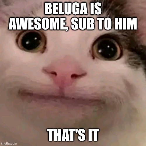 This is beluga. Beluga is a cat. Beluga believes that he can