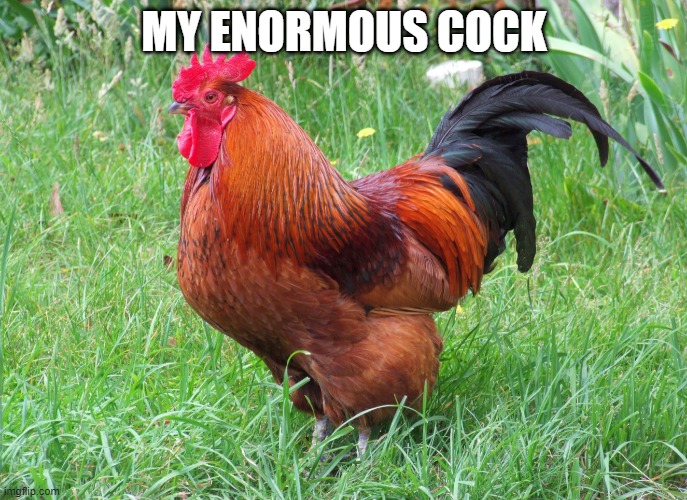 MY ENORMOUS COCK | made w/ Imgflip meme maker