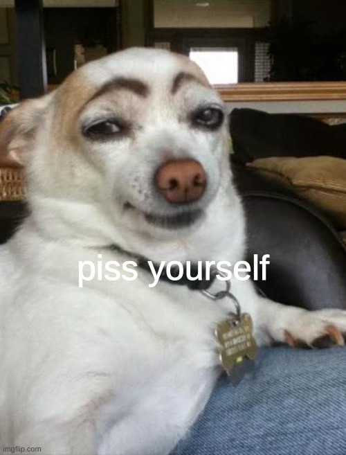 dog eyebrows | piss yourself | image tagged in dog eyebrows | made w/ Imgflip meme maker