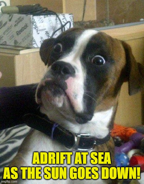 Surprised Dog | ADRIFT AT SEA AS THE SUN GOES DOWN! | image tagged in surprised dog | made w/ Imgflip meme maker