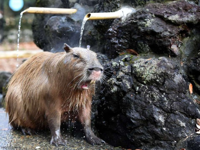 Capybara showering | image tagged in capybara showering | made w/ Imgflip meme maker