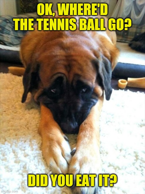 guilty dog | OK, WHERE'D THE TENNIS BALL GO? DID YOU EAT IT? | image tagged in guilty dog | made w/ Imgflip meme maker