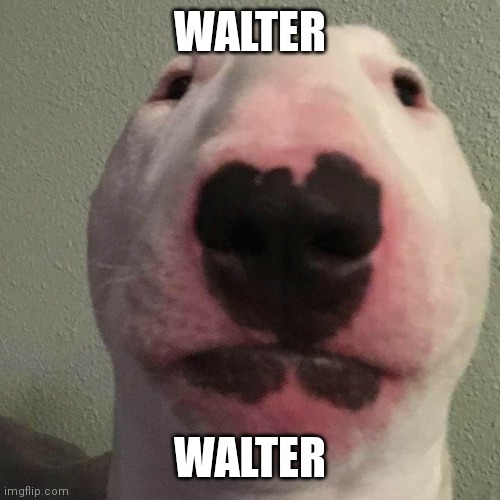 WALTER WALTER | made w/ Imgflip meme maker