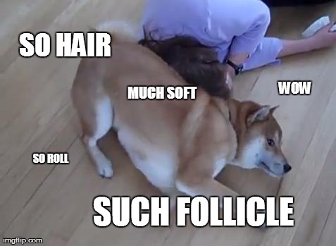 such smell | WOW SO HAIR SUCH FOLLICLE  MUCH SOFT SO ROLL | image tagged in funny,doge,dogs | made w/ Imgflip meme maker