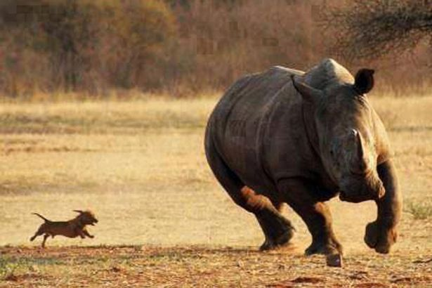 rhino running from small dog Blank Meme Template