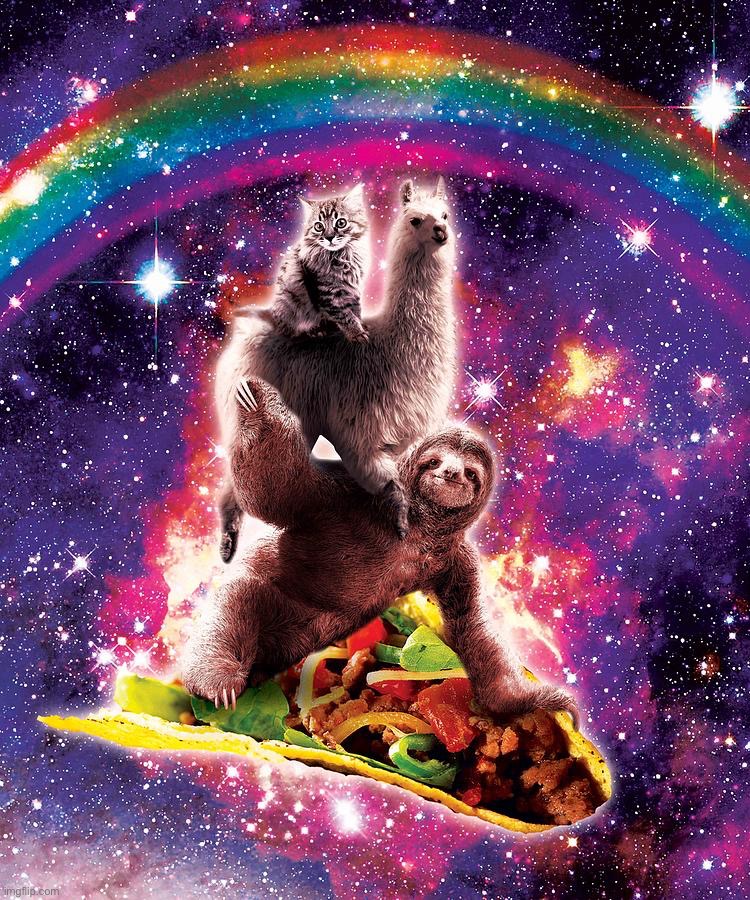 Space cat llama sloth riding a taco | image tagged in space cat llama sloth riding a taco | made w/ Imgflip meme maker