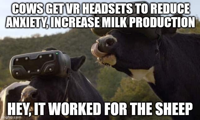 VIRTUAL REALITY CONTENTED COWS | COWS GET VR HEADSETS TO REDUCE ANXIETY, INCREASE MILK PRODUCTION; HEY, IT WORKED FOR THE SHEEP | image tagged in virtual reality contented cows,sheep,virtual reality,got milk,cows,anxiety | made w/ Imgflip meme maker