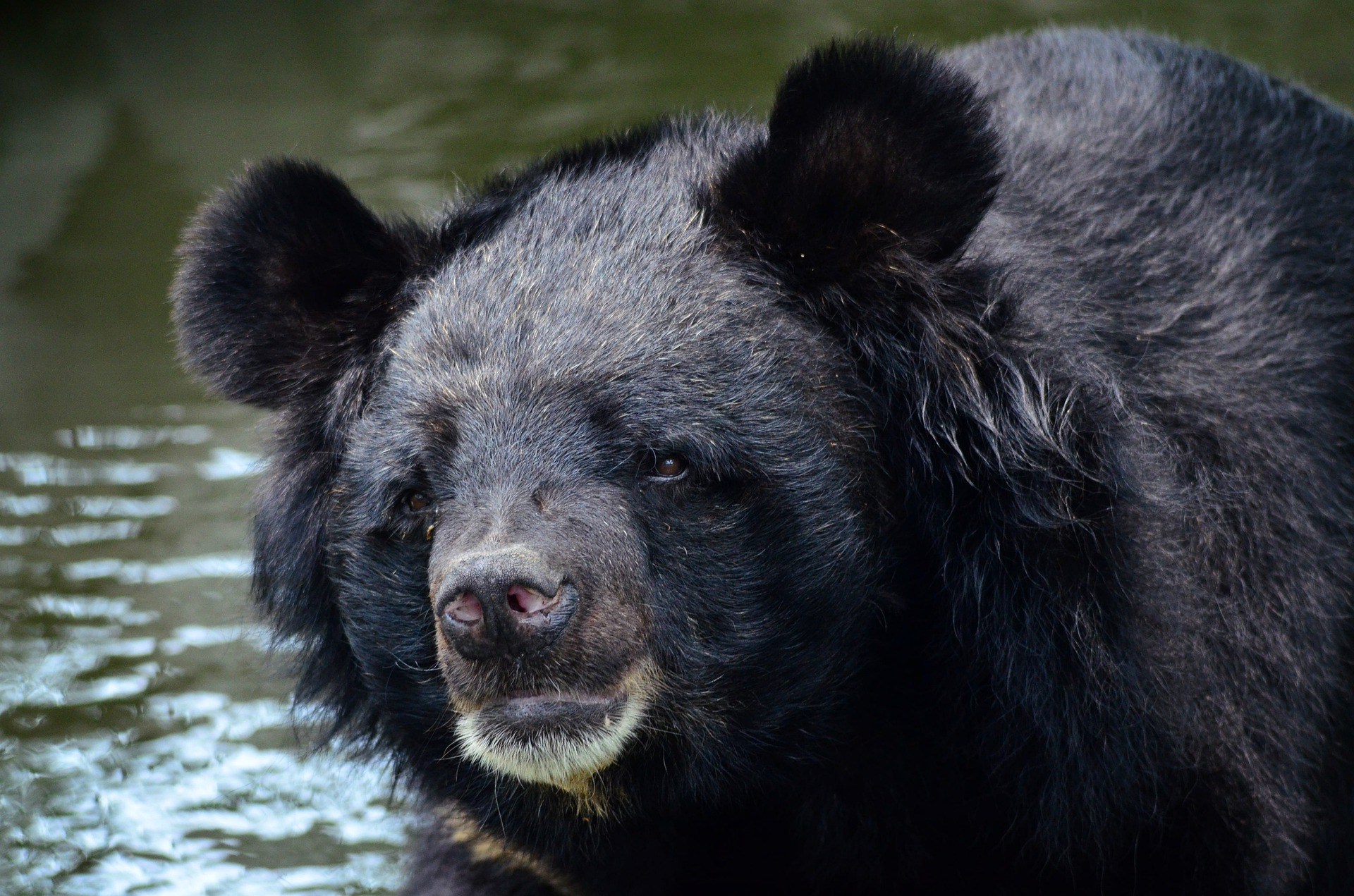 Bear Blank Meme Template