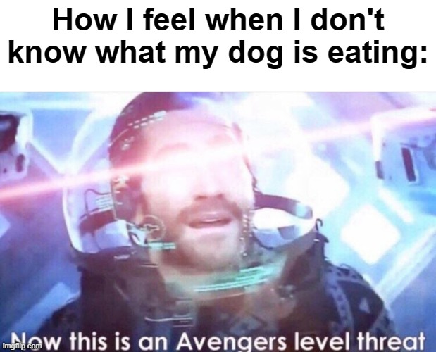 true |  How I feel when I don't know what my dog is eating: | image tagged in now this is an avengers level threat | made w/ Imgflip meme maker