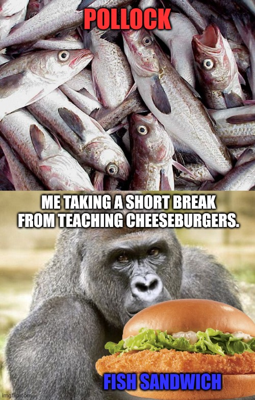 POLLOCK FISH SANDWICH ME TAKING A SHORT BREAK FROM TEACHING CHEESEBURGERS. | image tagged in harambe | made w/ Imgflip meme maker