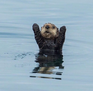 High Quality otter hand up Blank Meme Template