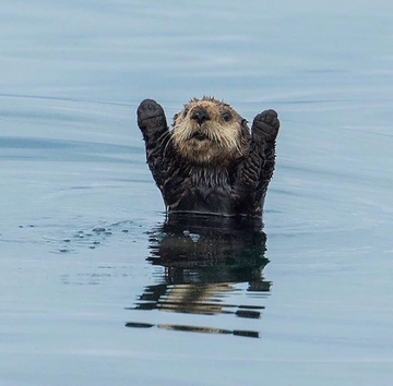 otter hand up Blank Meme Template