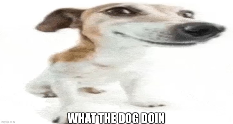 What the dog doin | WHAT THE DOG DOIN | image tagged in memes,what the dog doin | made w/ Imgflip meme maker