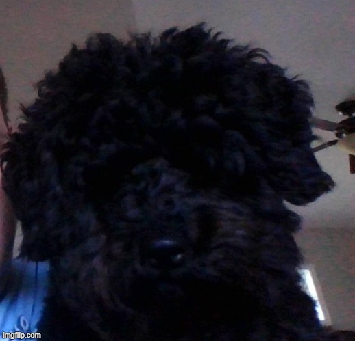 my dog | made w/ Imgflip meme maker