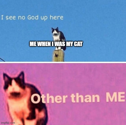My cat, yes. Yes I am |  ME WHEN I WAS MY CAT | image tagged in hail pole cat,memes | made w/ Imgflip meme maker