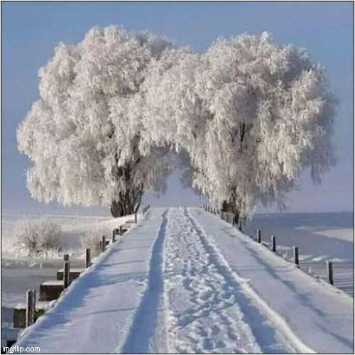 Brrrrrrrrrrrrrrr ! | image tagged in winter,snow,trees | made w/ Imgflip meme maker