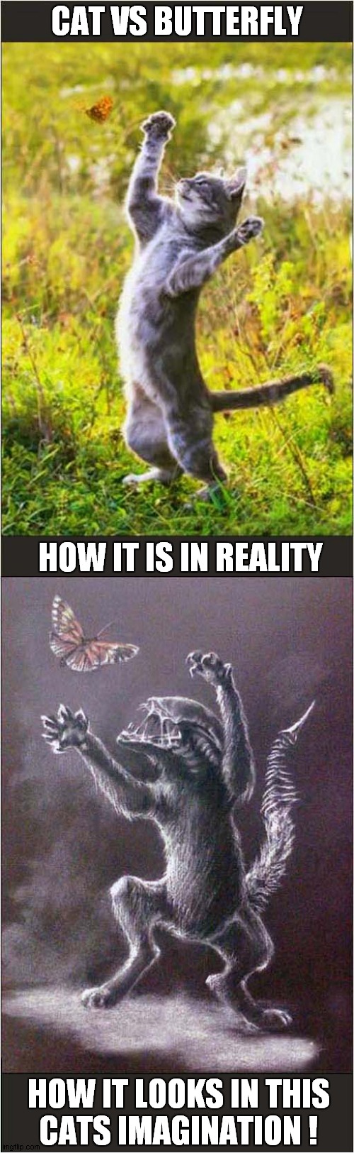 A Cat Can Dream Of Alien ! | CAT VS BUTTERFLY; HOW IT IS IN REALITY; HOW IT LOOKS IN THIS
CATS IMAGINATION ! | image tagged in cats,butterfly,alien | made w/ Imgflip meme maker