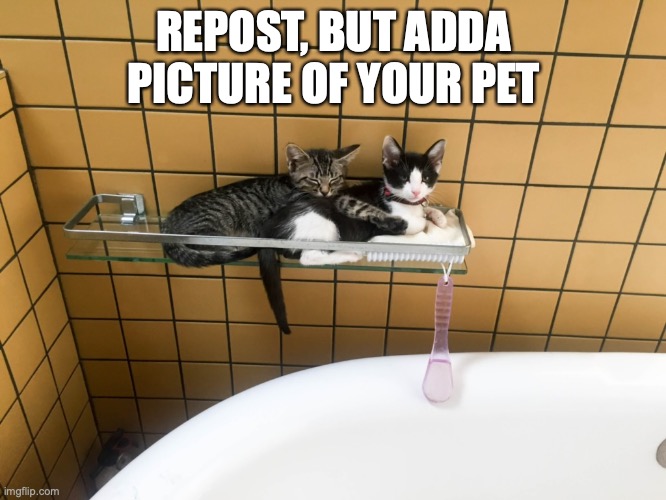REPOST, BUT ADDA PICTURE OF YOUR PET | made w/ Imgflip meme maker