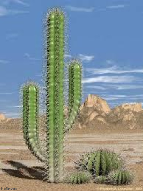 cactus | image tagged in cactus | made w/ Imgflip meme maker