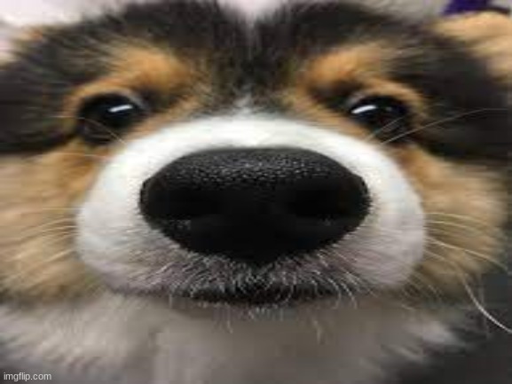i have face revealed | image tagged in face reveal,corgi | made w/ Imgflip meme maker