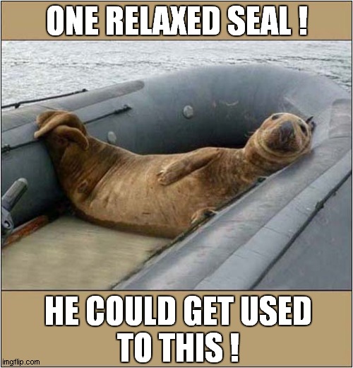 Travelling In Style ! | ONE RELAXED SEAL ! HE COULD GET USED
TO THIS ! | image tagged in seal,relaxed,dinghy | made w/ Imgflip meme maker