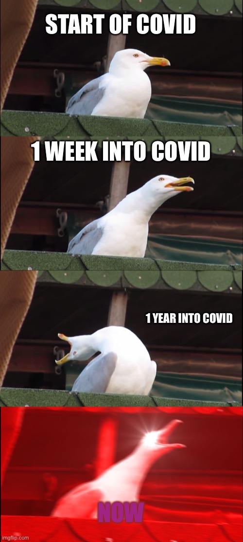 Bruh | START OF COVID; 1 WEEK INTO COVID; 1 YEAR INTO COVID; NOW | image tagged in memes,covid-19,inhaling seagull,relatable | made w/ Imgflip meme maker