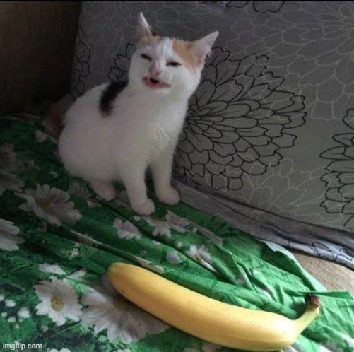 Cat doesn't like banana | image tagged in cat doesn't like banana | made w/ Imgflip meme maker
