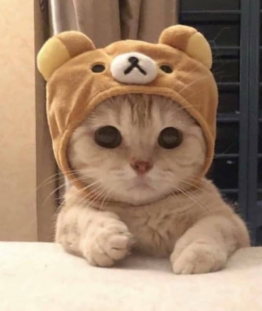 High Quality cute cat Blank Meme Template