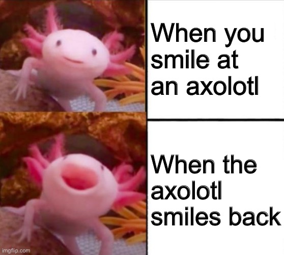 Axolotl Smiley Face Happy Some Weird Title Over Here You Happy? | When you smile at an axolotl; When the axolotl smiles back | image tagged in axolotl drake,stop reading the tags,why are you reading this,why are you reading the tags,hahaha,rickrolled | made w/ Imgflip meme maker