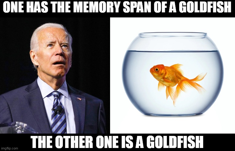 Actual goldfish may have better memories than first thought. Democrat presidents?  Not so much . . . | ONE HAS THE MEMORY SPAN OF A GOLDFISH; THE OTHER ONE IS A GOLDFISH | image tagged in joe biden,goldfish,liberal logic,election fraud | made w/ Imgflip meme maker