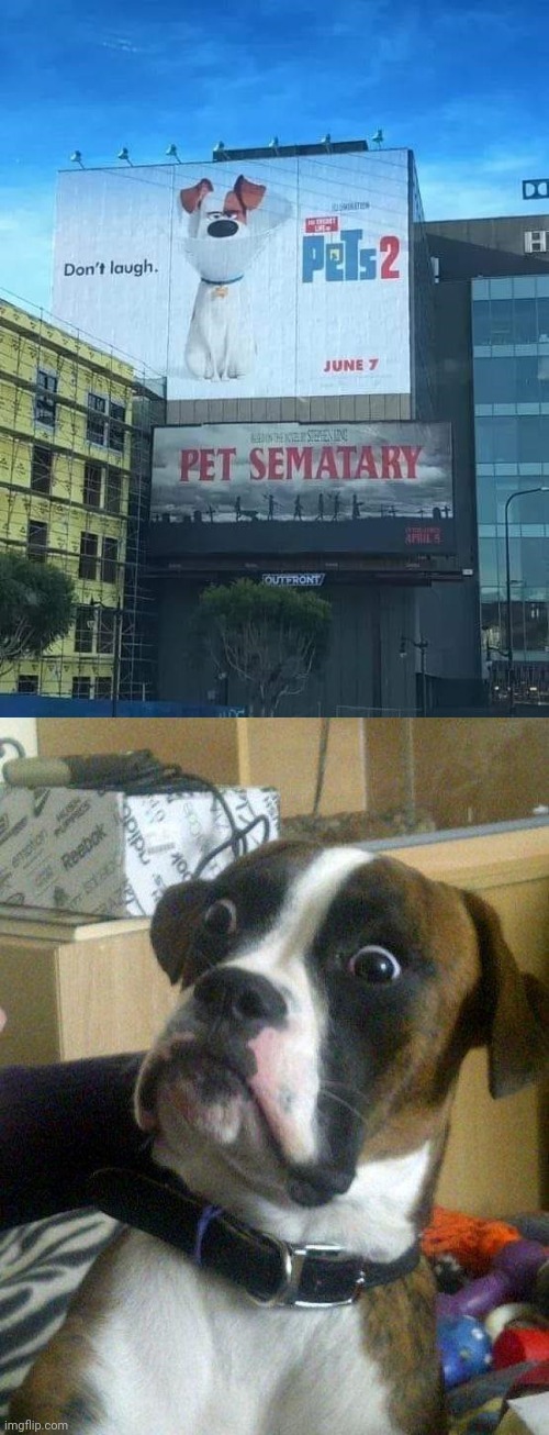 Pets 2; Pet sematary | image tagged in blankie the shocked dog,crappy,design fails,you had one job,memes,pets | made w/ Imgflip meme maker