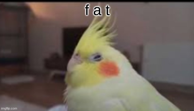 birb | f a t | image tagged in cute,birb | made w/ Imgflip meme maker