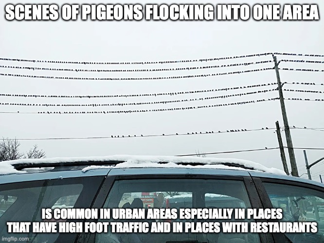 Pigeons on Power Line | SCENES OF PIGEONS FLOCKING INTO ONE AREA; IS COMMON IN URBAN AREAS ESPECIALLY IN PLACES THAT HAVE HIGH FOOT TRAFFIC AND IN PLACES WITH RESTAURANTS | image tagged in pigeons,memes | made w/ Imgflip meme maker