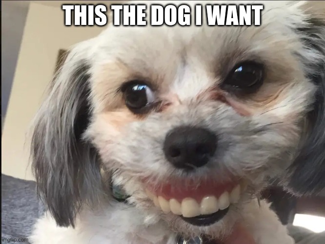 isnt it so cuteeee | THIS THE DOG I WANT | image tagged in dog joke,jokes | made w/ Imgflip meme maker