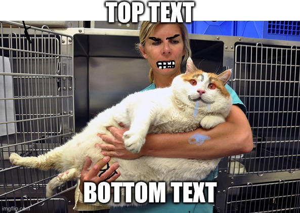 Title Text | TOP TEXT; BOTTOM TEXT | image tagged in cat | made w/ Imgflip meme maker