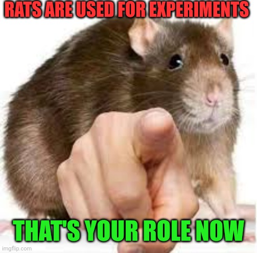 Pointing Rat | RATS ARE USED FOR EXPERIMENTS; THAT'S YOUR ROLE NOW | image tagged in pointing rat | made w/ Imgflip meme maker