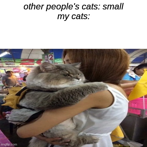 CHUNK |  other people's cats: small


my cats: | image tagged in big chungus | made w/ Imgflip meme maker