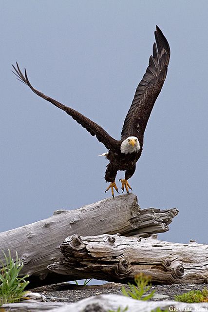 eagle Blank Meme Template