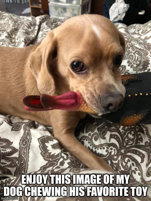 ENJOY THIS IMAGE OF MY DOG CHEWING HIS FAVORITE TOY | made w/ Imgflip meme maker