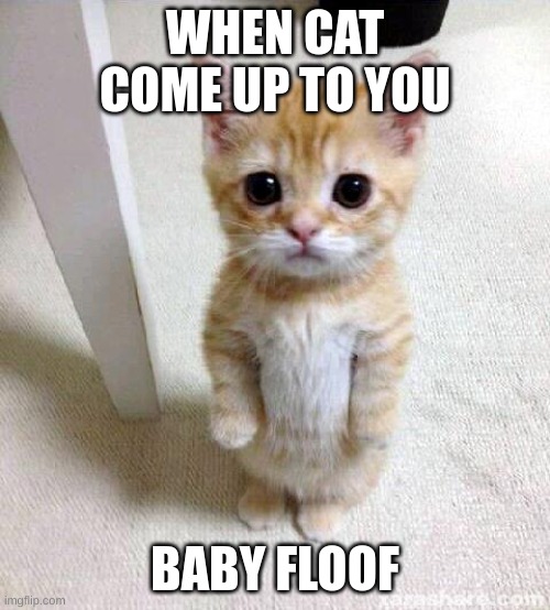 Flooooooooof | WHEN CAT COME UP TO YOU; BABY FLOOF | image tagged in memes,cute cat | made w/ Imgflip meme maker