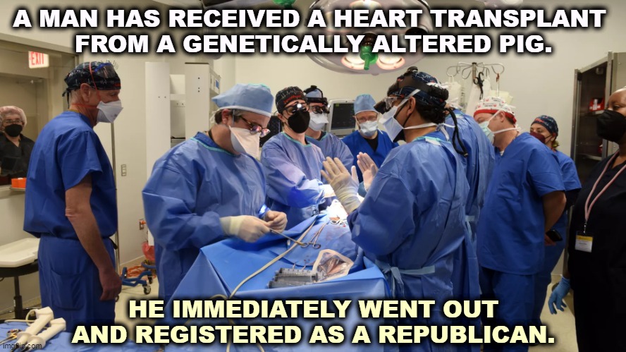 Oink. | A MAN HAS RECEIVED A HEART TRANSPLANT 
FROM A GENETICALLY ALTERED PIG. HE IMMEDIATELY WENT OUT AND REGISTERED AS A REPUBLICAN. | image tagged in heart,pig,republican | made w/ Imgflip meme maker