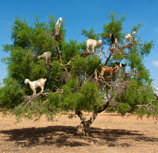 tree goats | image tagged in tree goats | made w/ Imgflip meme maker