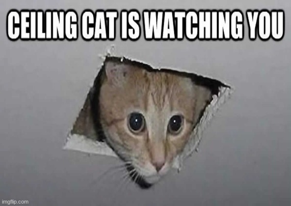 ceiling cat | image tagged in cat,ceiling cat | made w/ Imgflip meme maker