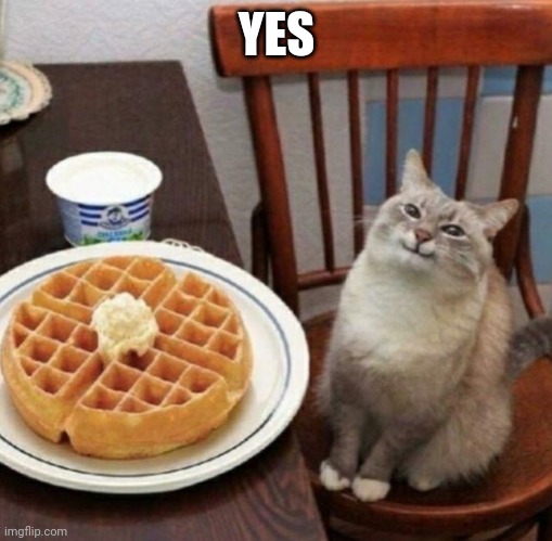 Kitty happy with their waffle | YES | image tagged in kitty happy with their waffle | made w/ Imgflip meme maker