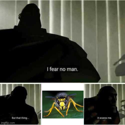 All those little insects with yellow and black stripes…Ik, I’m a scaredy cat… | image tagged in i fear no man | made w/ Imgflip meme maker