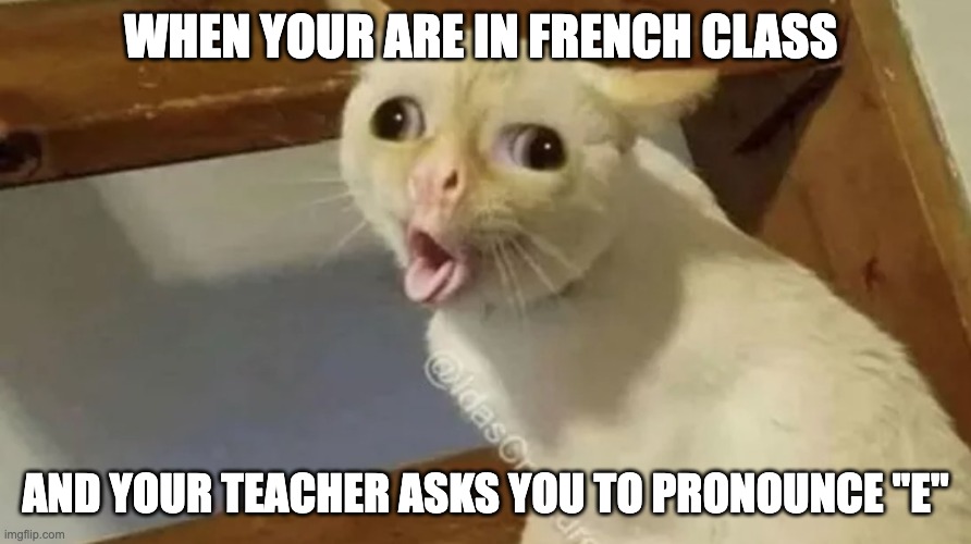 French Meme | WHEN YOUR ARE IN FRENCH CLASS; AND YOUR TEACHER ASKS YOU TO PRONOUNCE "E" | image tagged in cats,french | made w/ Imgflip meme maker