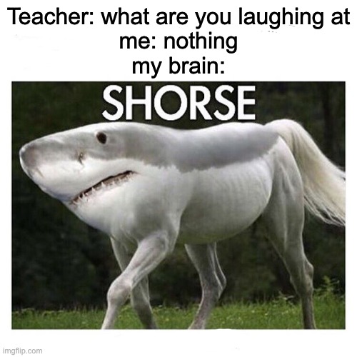 Shorse | Teacher: what are you laughing at
me: nothing
my brain: | image tagged in memes,funny,funny meme | made w/ Imgflip meme maker