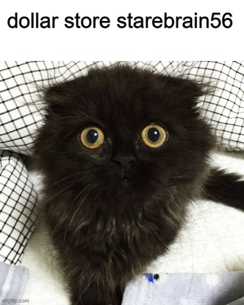 dollar store starebrain56 | made w/ Imgflip meme maker